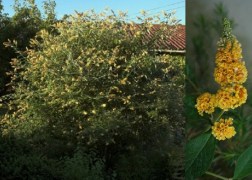 Buddleia weyeriana sungold / Nyáriorgona sárga